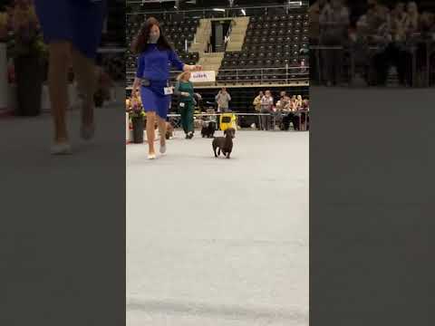 National Dog Show Šiauliai - Šunų paroda - Westies and more