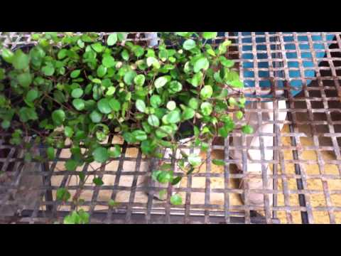 ワイヤー・シュミーレ 植物