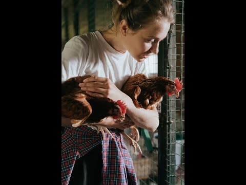 , title : 'Para Kazanma Yöntemleri Tavuk Yetiştirme Ve İşletme Kurmak İçin Merak Edilenler'