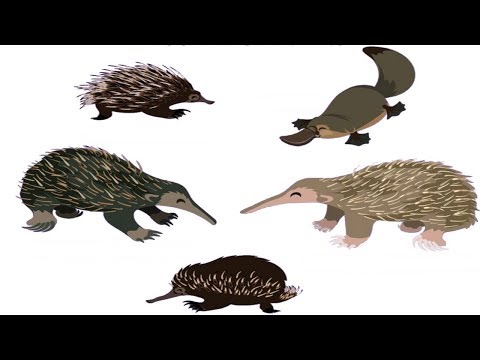 Name two egg mamals Mp4 3GP Video & Mp3 Download unlimited Videos Download Name two egg mamals Mp4 3GP Video & Mp3 Download unlimited Videos Download
