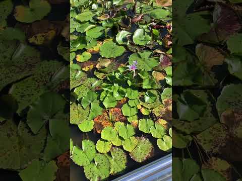 シクラメンのアイデア、庭の池の周りに残る多年草の花 