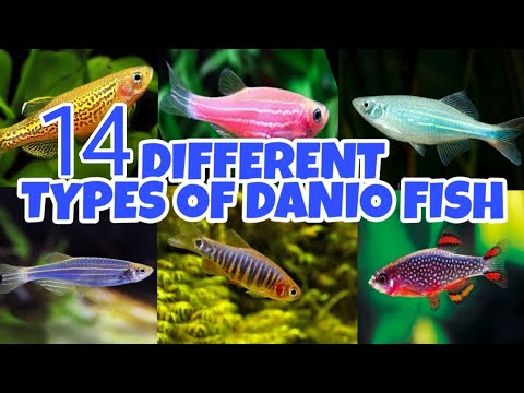 All types of danios fish