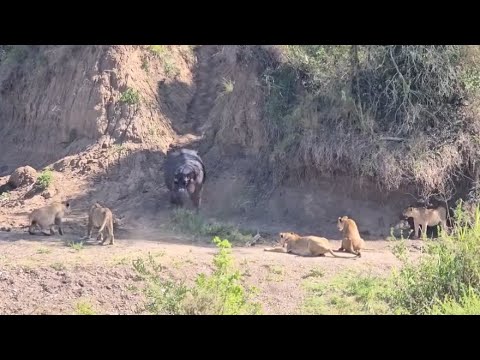 lion pride guard and trap hippo not escape down to waterhole video 