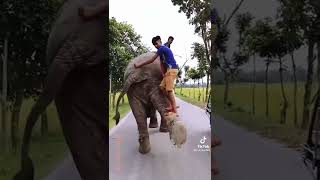 Download lagu হাতি দেখুন,#hati is the best#Music mp3 Download lagu হাতি দেখুন,#hati is the best#Music mp3