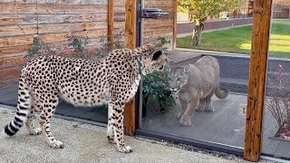 Герда не хочет отходить от двери и идти с Сашей! Преданные животные ждут свои