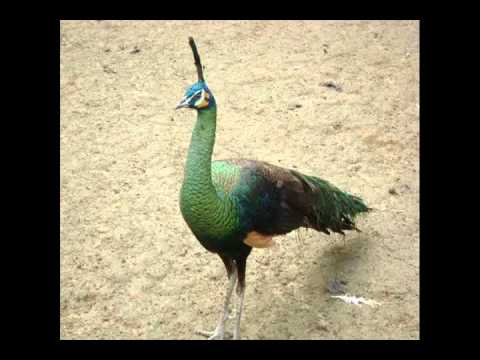 Primeira Lição - Gê Marques