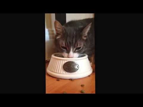 Cat Always Makes a Mess of His Food