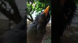 Download lagu Pancingan Dan Master Jalak Kebo Gacor #jalak #shorts #short #viral #jalakkebogacor #birds #masteran mp3 Download lagu Pancingan Dan Master Jalak Kebo Gacor #jalak #shorts #short #viral #jalakkebogacor #birds #masteran mp3
