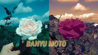 Download lagu Banyu Moto - Sleman Receh Cover Didik Budi feat. Cindi Cintya Dewi ( Video lirik ) mp3 Download lagu Banyu Moto - Sleman Receh Cover Didik Budi feat. Cindi Cintya Dewi ( Video lirik ) mp3