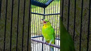 Download lagu CUCAK IJO PH TROTOL MULAI RAJIN BUNYI ‼️ #cucakijo #cucakijogacor #shorts #short #shortvideo mp3