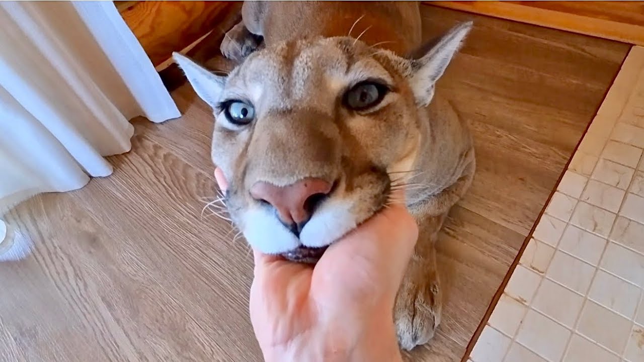 Теперь ТЫ тоже МОЖЕШЬ ПОГЛАДИТЬ пуму Месси! Это вызовет мурашки! 