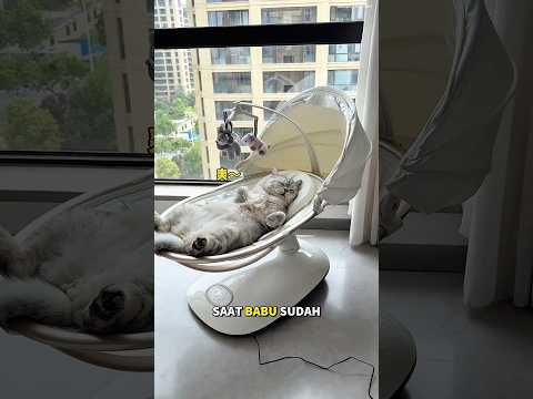 Barang punya adik bisa digunakan oleh Milo🐱😹 #kucinglucu #kucingmilo