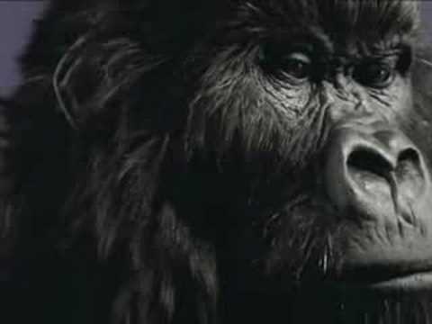Cadbury Gorilla Ad