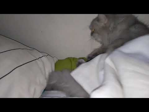 Princess Capco in action Videos(1)