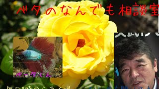 見逃した方はこちらを【ベタの何でも相談室】2020年6月2日