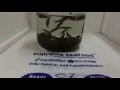 Buy அயிரை மீன் Ayira Meen Online Indian Spiny Loach