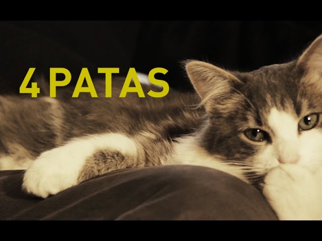 Vídeo relacionado con Pantalones de pijama suaves para mujer y hombre, estampado de gato, para uso casual, para relajación, para fiestas temáticas, Negro -, XS(5-6)