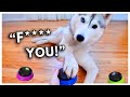 Dog Tries Talking Buttons and Uses Them to SWEAR!