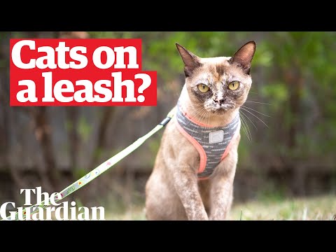 Can all cats be taught to walk on a leash?