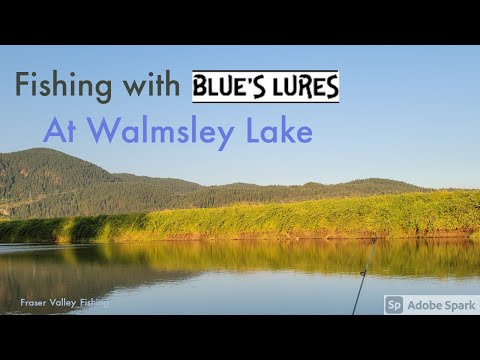 Fishing with Blue's Lures at Walmsley Lake