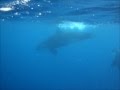 Orca S In Madagascar Wmv