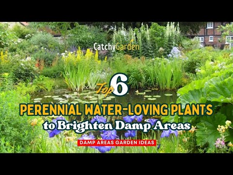 Top 6 Gorgeous Perennial Water Loving Plants to Brighten Damp Areas! 🌷🌸👍 // Gardening Ideas