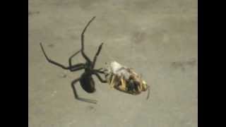 Black Widow Vs. Wasp, The Final Battle