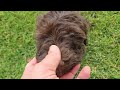 Portuguese Water Dog dogs for sale: Tori - Video 1