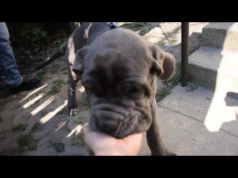 Neapolitan Mastiff puppy for sale