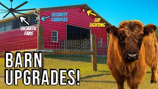 Turning Our Barn Into a Mini Highland Cow Paradise!