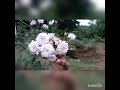 അംഗനമാർ മൗലേ അംശുമതി ബാലേ അനംഗ കാവ്യ �
