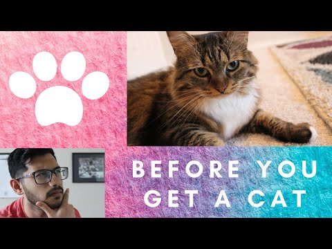 Before You Get A Cat ^ ^
