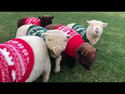download lagu mp3 mp4 Happy Sheep Sweaters, download lagu Happy Sheep Sweaters gratis, unduh video klip Happy Sheep Sweaters