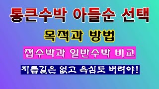 [텃밭농부 1,914]  통큰수박 아들순 선택하는 목적과 방법. 몇번째 마디에서 달까?