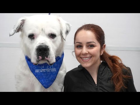 No one would touch this DOGO ARGENTINO