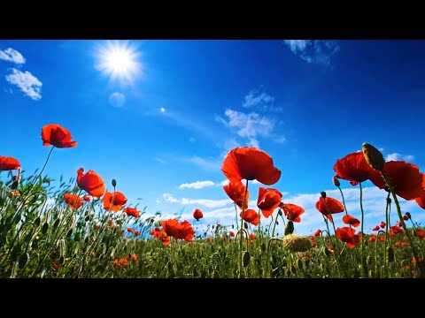 12 O'Clock - Vangelis