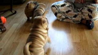 Mini Shar Pei's playing