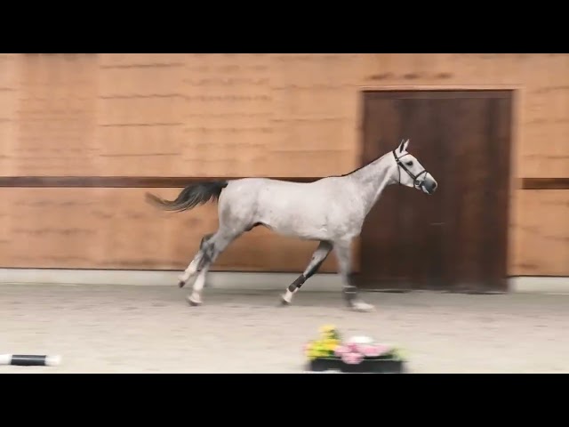 gaits