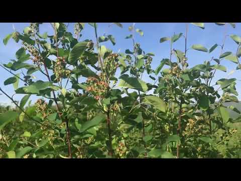 FEDERAȚIA PATRONILOR BIHOR IFerma BărzaniFormarea fructelor la soiul de afin Ruben Saskatoon berry