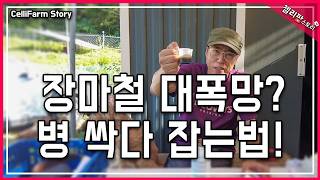 장마철 필살기! ☔ 1년 농사 망치는 병, 지금   꼭  이렇게 잡았어요! 텃밭 농사 필수 정보