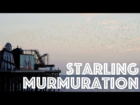 Flight of the Starlings: A Mind Blowing Winter Murmuration | Brighton, UK #BrightonWildlife