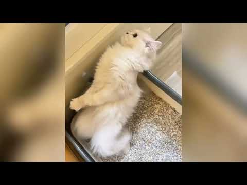 Funny Cats and Dogs