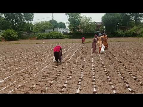 Maize Sowing by using Vermi Compost