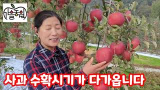 부사 사과 수확시기 언제쯤이 좋을까 [사과재배방법]