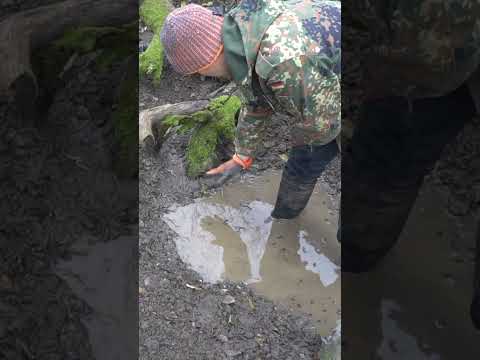 Sumpfbeet anlegen: Der Regenwasserspeicher für mehr Biodiversität