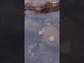 Original Dragon Dragon Shorts Real