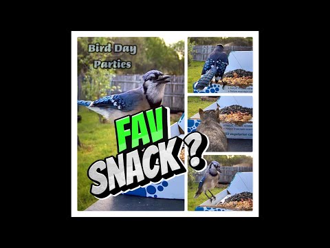 How to Attract Blue Jays and Squirrels to Your Bird Feeder?