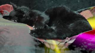 Tigger The Super Cat Dreams Colour