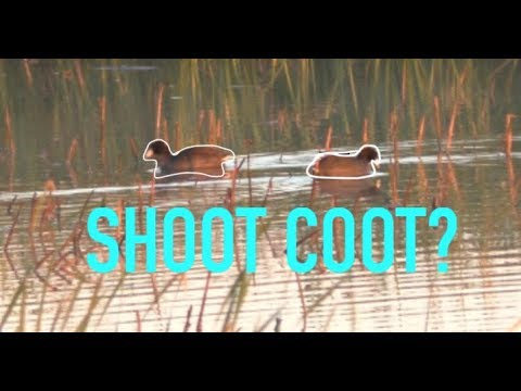 When to Shoot Coot