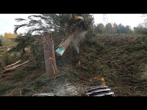 Avohakkuu savotta lopuillaan ja melkein liian suuri kuusi viimeisenä. Ponsse Scorpion King H7.